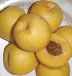 Maria's Gold Nectarine