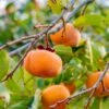 Meader Persimmon -Raintree Nursery meader persimmon