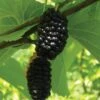 Silk Hope Mulberry -Raintree Nursery mulberries d426 silk hope 1