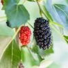 Dwarf Mulberry -Raintree Nursery mulberry product
