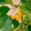 Nugent Cherry -Raintree Nursery nugent cherry