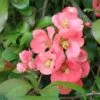 Old Homestead Flowering Quince 1 Old Homestead Flowering Quince -Raintree Nursery old homestead