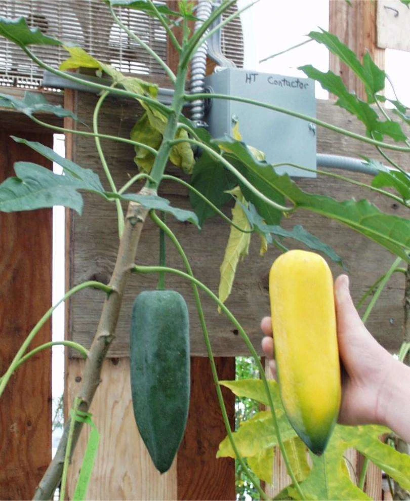 Babaco Papaya 3 Babaco Papaya