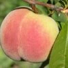 Kit Donnell Peach -Raintree Nursery peaches c507 kit donnell 1