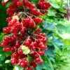 Rolam Red Currant -Raintree Nursery red currant 4 1