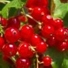 Tatran Red Currant -Raintree Nursery red currant 2