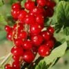 Cascade Red Currant 1 Cascade Red Currant -Raintree Nursery red currant 5