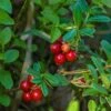 Regal Lingonberry -Raintree Nursery regal lingonberry