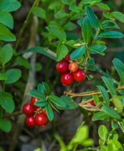 Regal Lingonberry