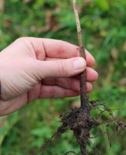 Quince Province BA 29C Rootstock