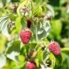 Rosanna Red Raspberry 2 Rosanna Red Raspberry -Raintree Nursery rosanna red raspberry 1