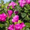 Rosa Rugosa 'Rubra' -Raintree Nursery rose 1