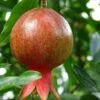 Salavatski Pomegranate -Raintree Nursery sala