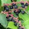 Salal -Raintree Nursery salal 1