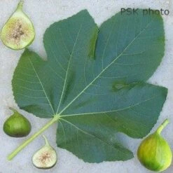 Lattarula Fig -Raintree Nursery secondaryLattarula