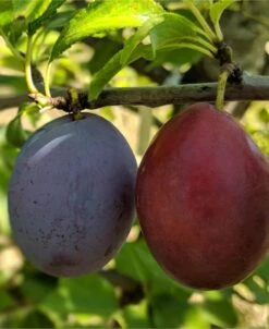 Seneca European Plum