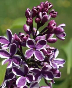Syringa Sensation Lilac