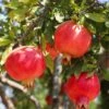 Crimson Sky™ Pomegranate 2 Crimson Sky™ Pomegranate -Raintree Nursery shutterstock 1504269788 1