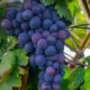 Campbell's Early Grape 1 Campbell's Early Grape -Raintree Nursery shutterstock 1524501632 1