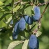 Blue Bird Honeyberry -Raintree Nursery shutterstock 1665935902 1