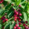 Autumn Brilliance Serviceberry -Raintree Nursery shutterstock 1703021887 1