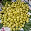 Colossal Gooseberry 1 Colossal Gooseberry -Raintree Nursery shutterstock 1811261533 1 1