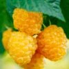 Fall Gold Raspberry 2 Fall Gold Raspberry -Raintree Nursery shutterstock 298186934 1
