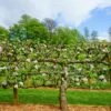 2 Tier Apple Espalier Combo Tree (2 Varieties) -Raintree Nursery shutterstock 310804814 1