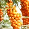 Orange Energy® Seaberry 2 Orange Energy® Seaberry -Raintree Nursery shutterstock 38135257 1