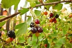 Missouri Giant Currant