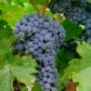 Merlot Grape 2 Merlot Grape -Raintree Nursery shutterstock 62800459 1