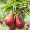 Red Clapps European Pear -Raintree Nursery shutterstock 97703081 1