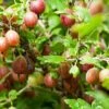 Poorman Gooseberry -Raintree Nursery shutterstock 99670808 1