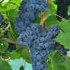 Muscat Of Norway Grape -Raintree Nursery shutterstock image 3 1