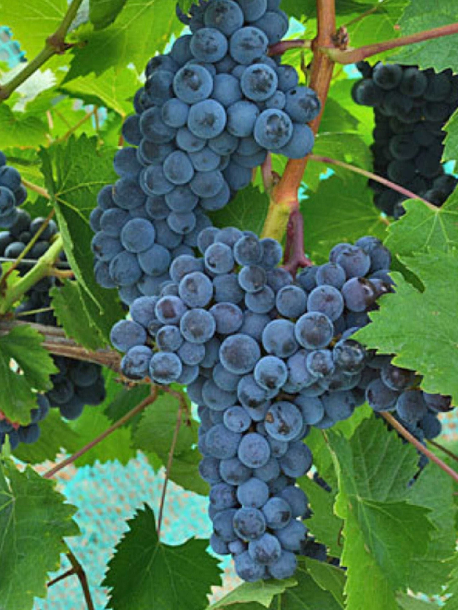 Muscat Of Norway Grape 3 Muscat Of Norway Grape