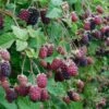 Marionberry -Raintree Nursery shutterstock image 4 1 1 1