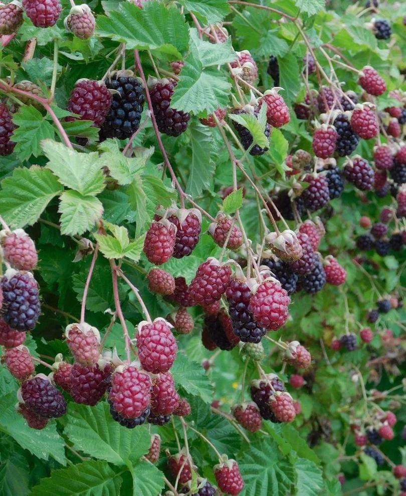 Marionberry 3 Marionberry