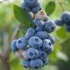 Reka Blueberry -Raintree Nursery shutterstock 1192869697 1