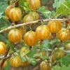 Hinnomaki Yellow Gooseberry 1 Hinnomaki Yellow Gooseberry -Raintree Nursery shutterstock 138667280