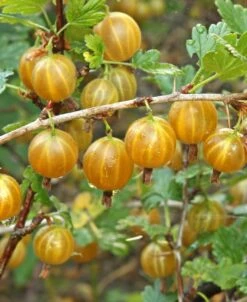 Hinnomaki Yellow Gooseberry