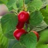 Nanking Cherry -Raintree Nursery shutterstock 147425744