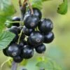 Minaj Smyriou Black Currant -Raintree Nursery shutterstock 1497701447