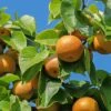 Combination Asian Pear (3 Varieties)/Semi Dwarf -Raintree Nursery shutterstock 1586791114