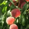 El Dorado Peach - Miniature 1 El Dorado Peach - Miniature -Raintree Nursery shutterstock 333793856