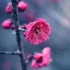 Kanko Bai Flowering Apricot -Raintree Nursery shutterstock 36221416