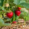 Benton Strawberry -Raintree Nursery shutterstock 430640533