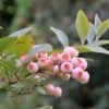 Alpha Pink Popcorn® Blueberry 1 Alpha Pink Popcorn® Blueberry -Raintree Nursery shutterstock 449143405