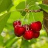 Glacier Cherry 1 Glacier Cherry -Raintree Nursery shutterstock 559155565