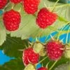 Cascade Delight Raspberry 1 Cascade Delight Raspberry -Raintree Nursery shutterstock 56724127