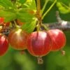 Captivator Gooseberry 1 Captivator Gooseberry -Raintree Nursery shutterstock 58130287